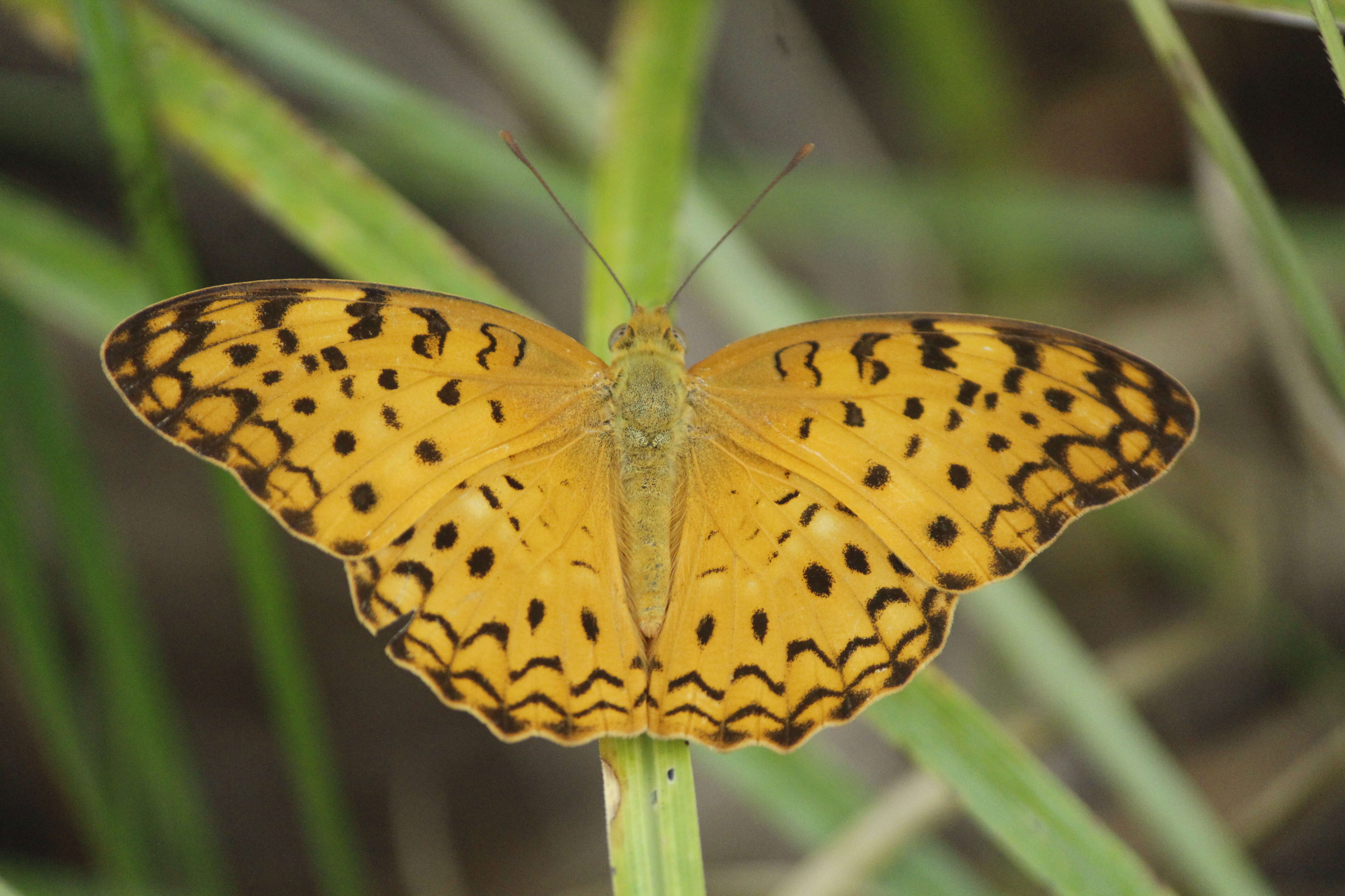 Image of Common Leopard