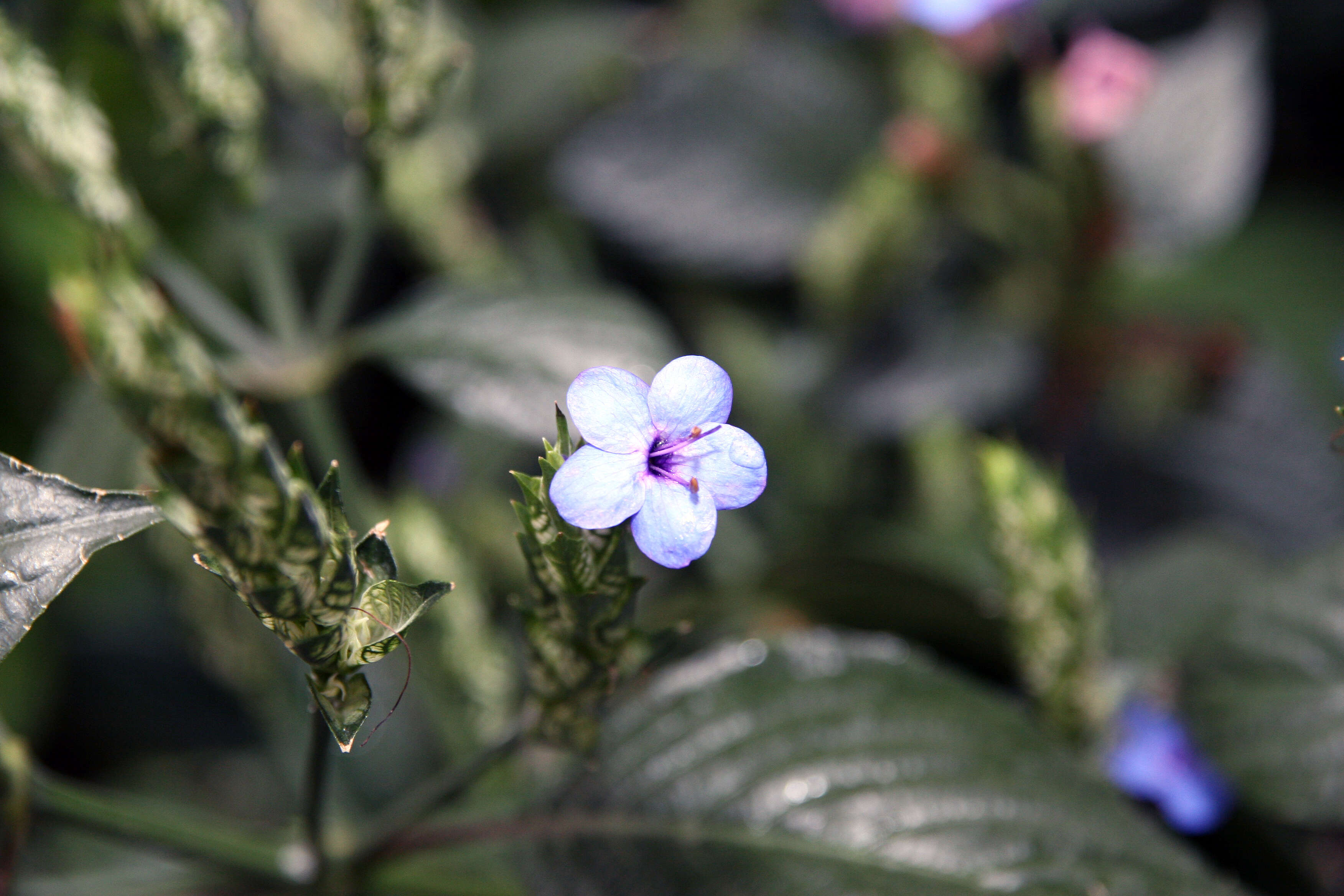 Image de Eranthemum pulchellum Andr.