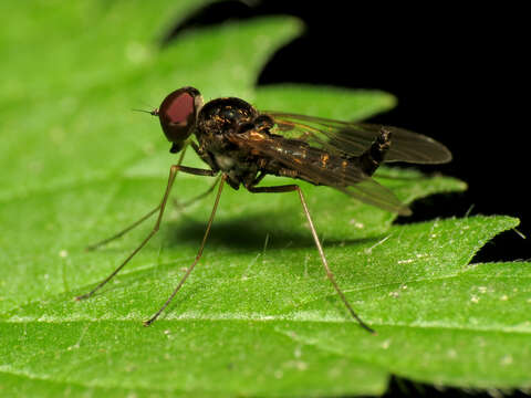 Image of Chrysopilus fasciatus (Say 1823)