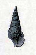 Image of Daphnella vitrea Garrett 1873