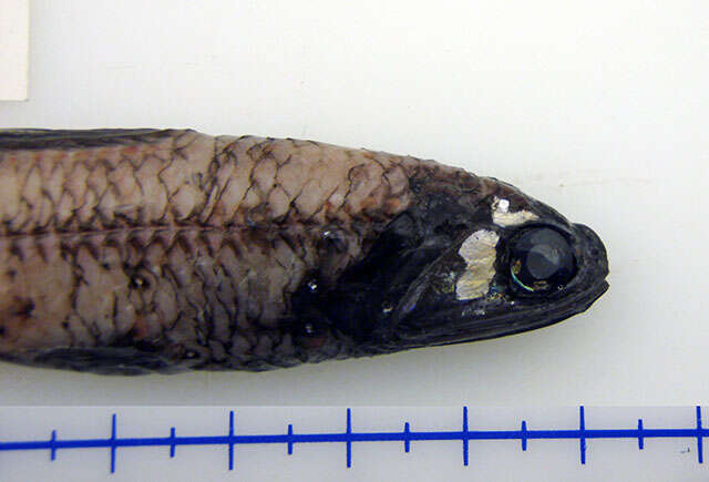 Image of Lanternfish