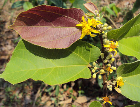 Image of Grewia tiliifolia Vahl