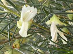 Imagem de Eremophila alternifolia R. Br.