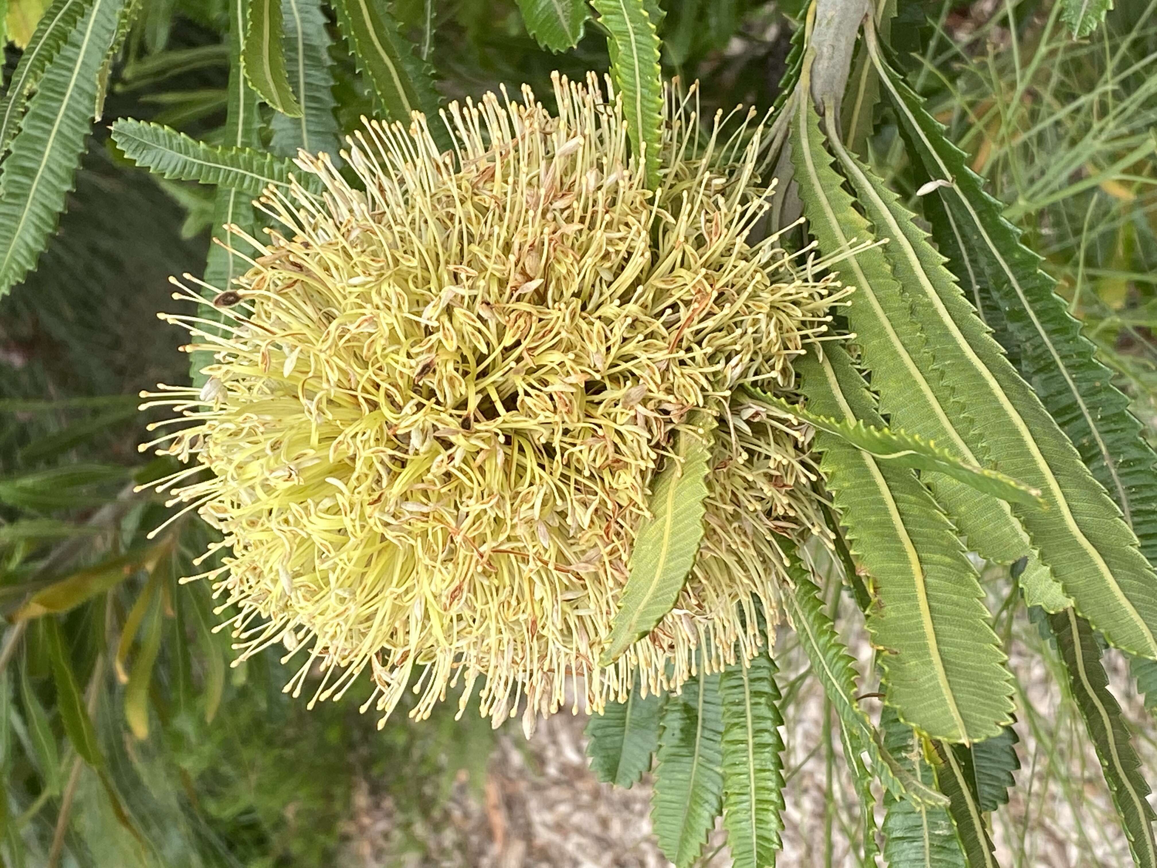 Image of Banksia aemula R. Br.