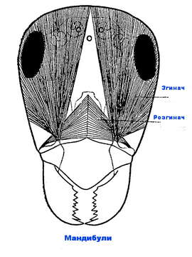 Imagem de Formica fusca Linnaeus 1758