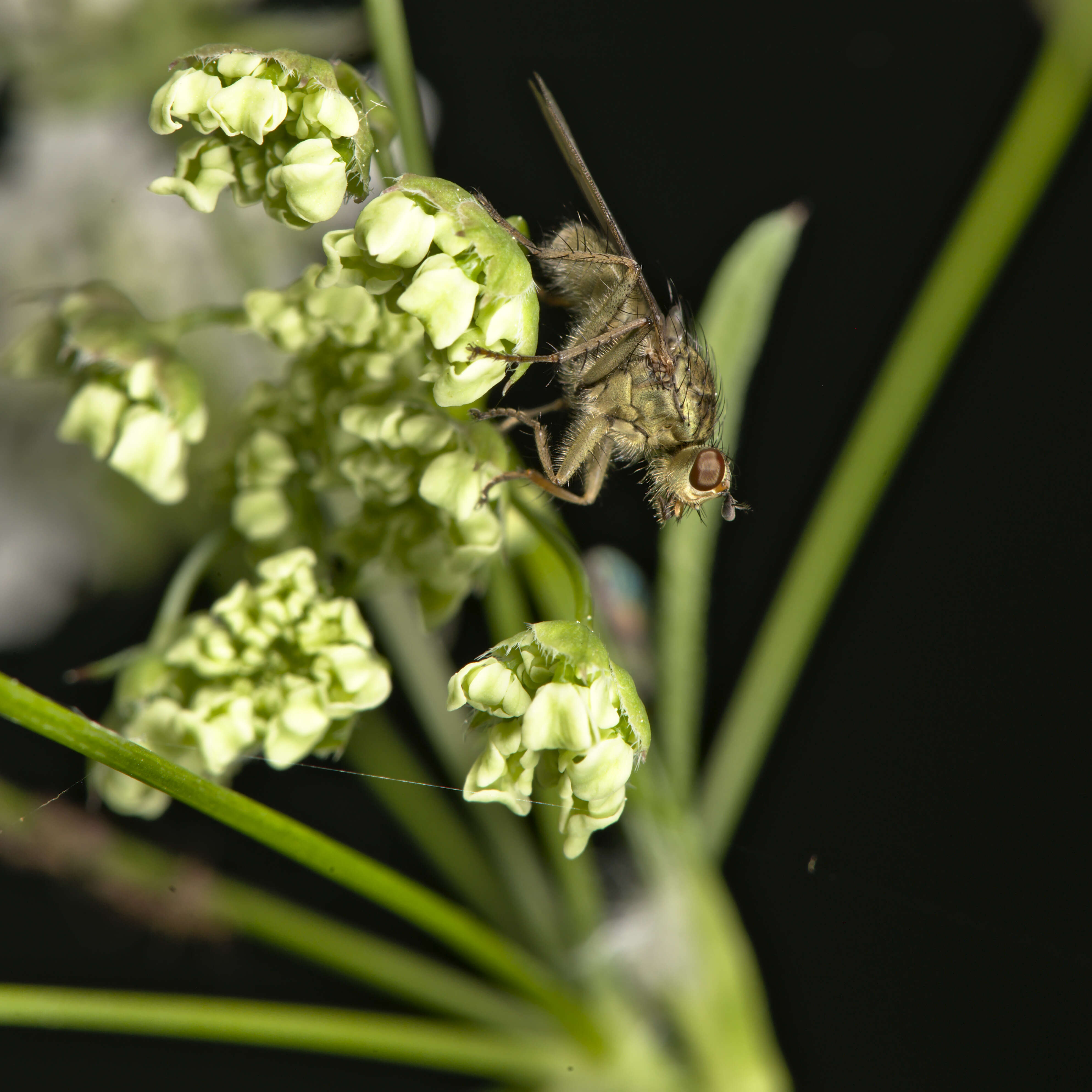 Image of Scathophaga stercoraria (Linnaeus 1758)