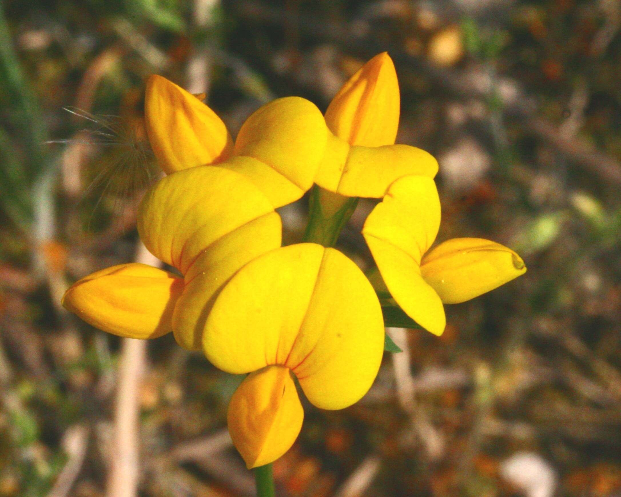 Image of Common Bird's-foot-trefoil