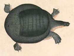 Image of Java Narrow-headed Softshell Turtle