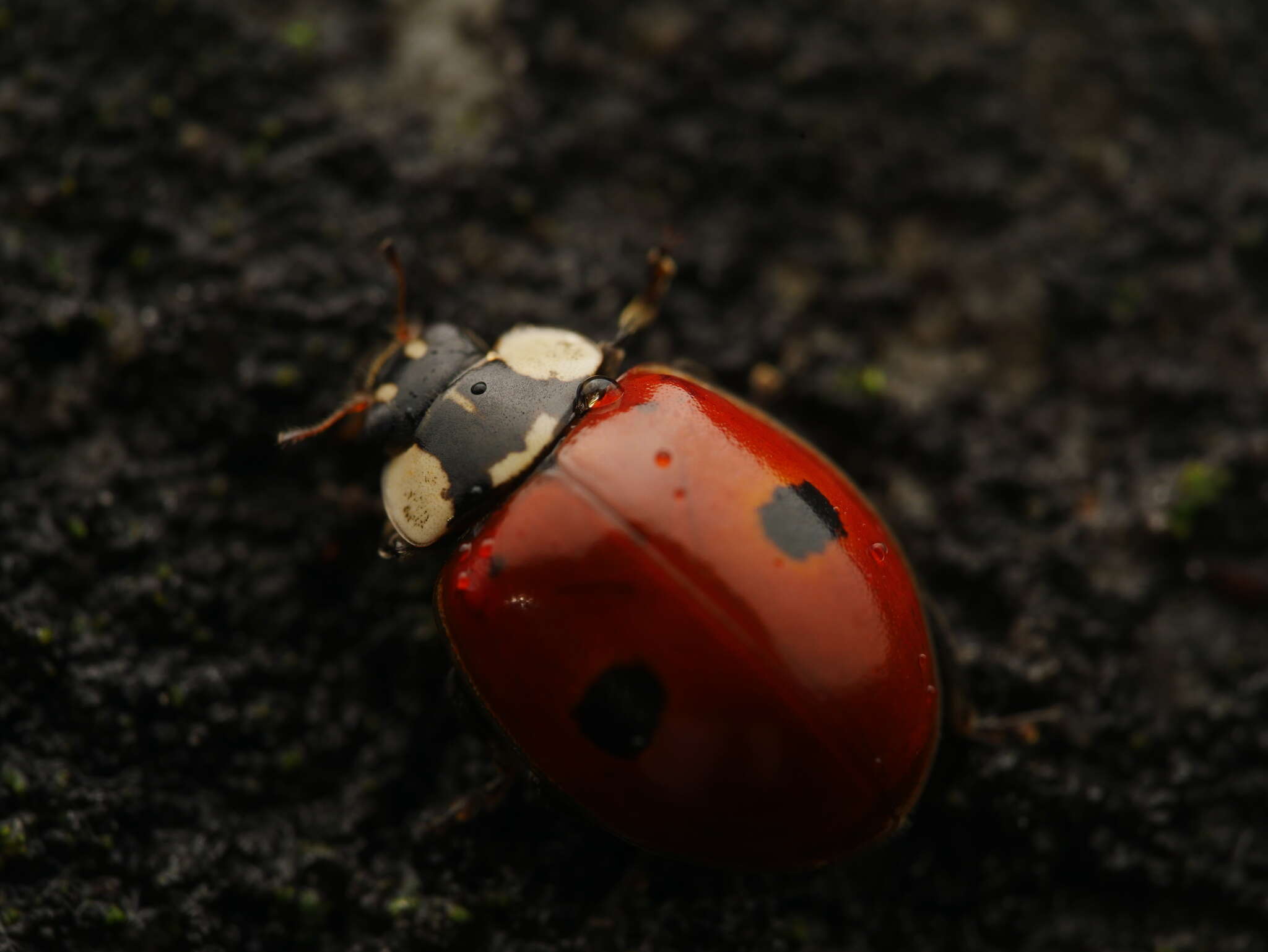 Adalia bipunctata (Linnaeus 1758) resmi