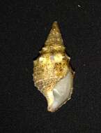 Image of Cerithium Bruguière 1789