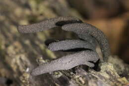 Image of Xylaria longipes Nitschke 1867