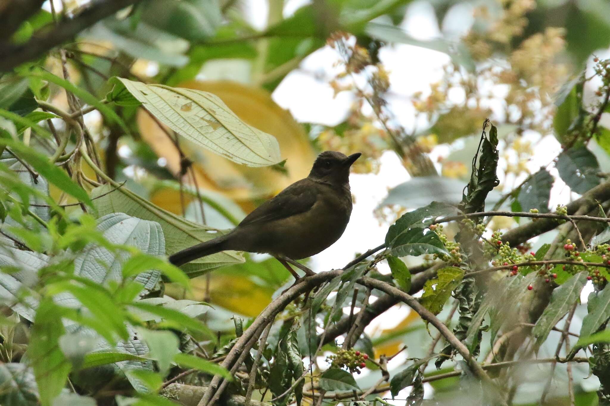 Image of Pale-eyed Thrush