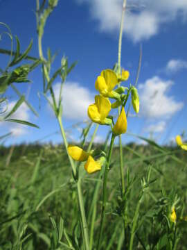 Image of meadow pea