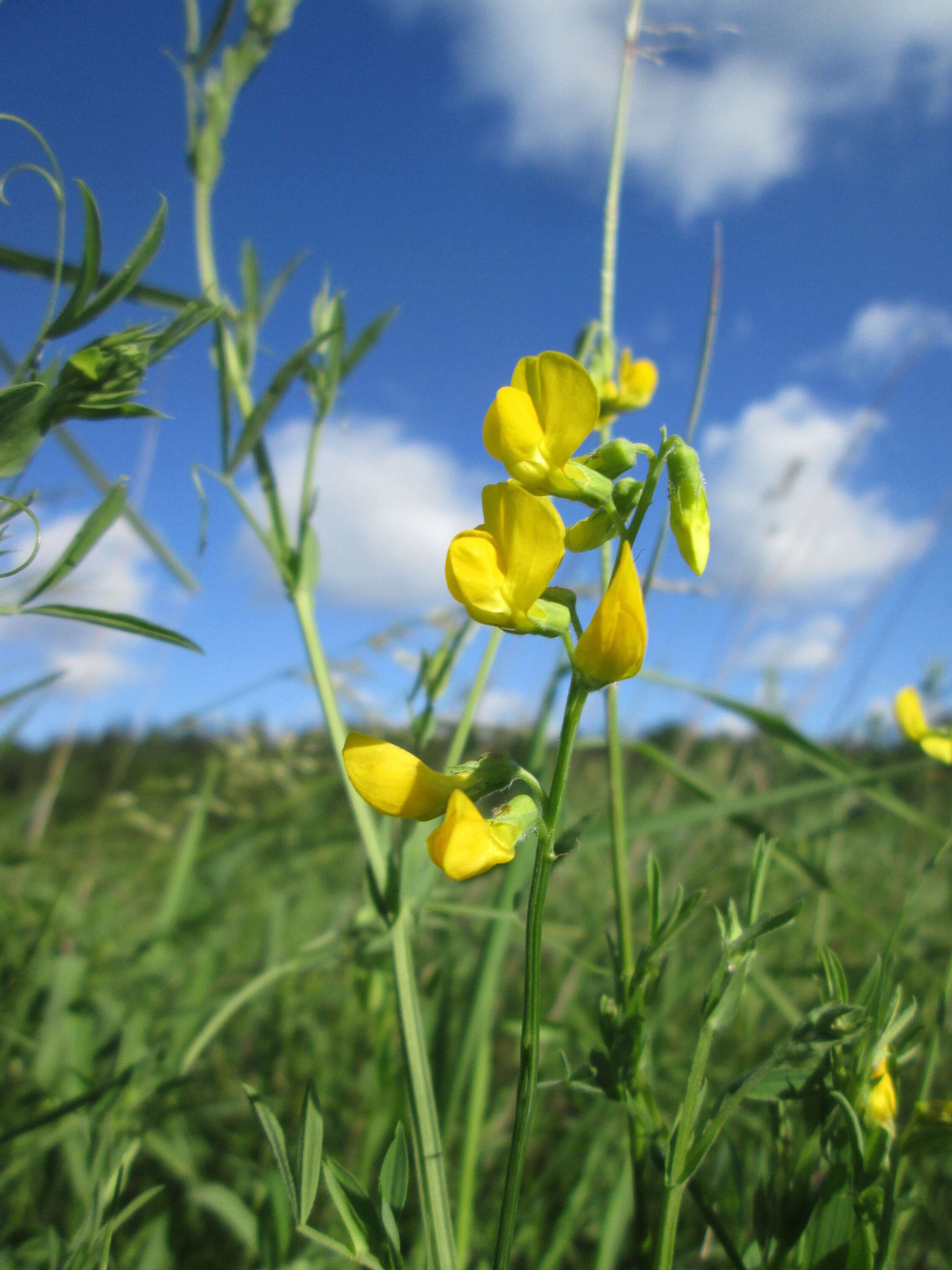 Image of meadow pea