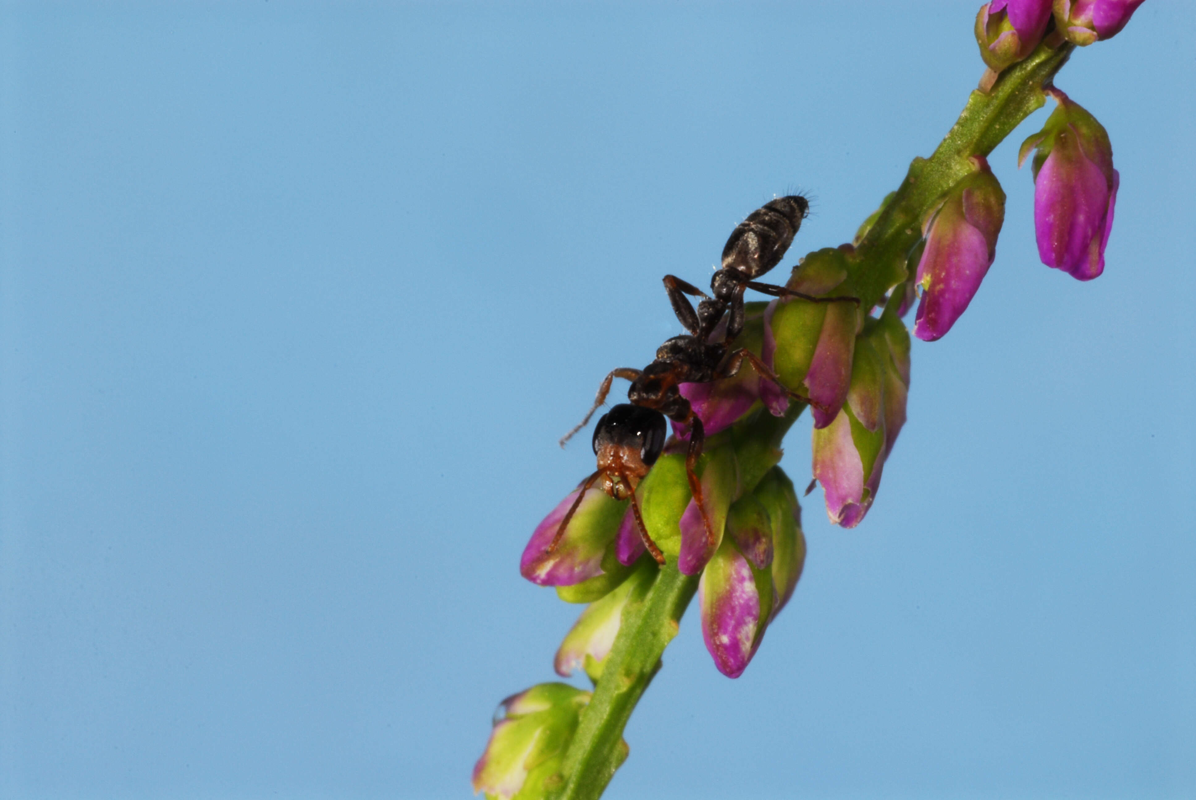 Image of Elongate Twig Ant