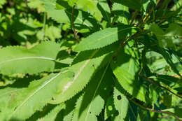 Image of wood ragwort