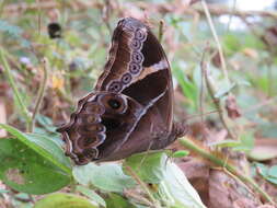 Image of Bamboo Tree Brown