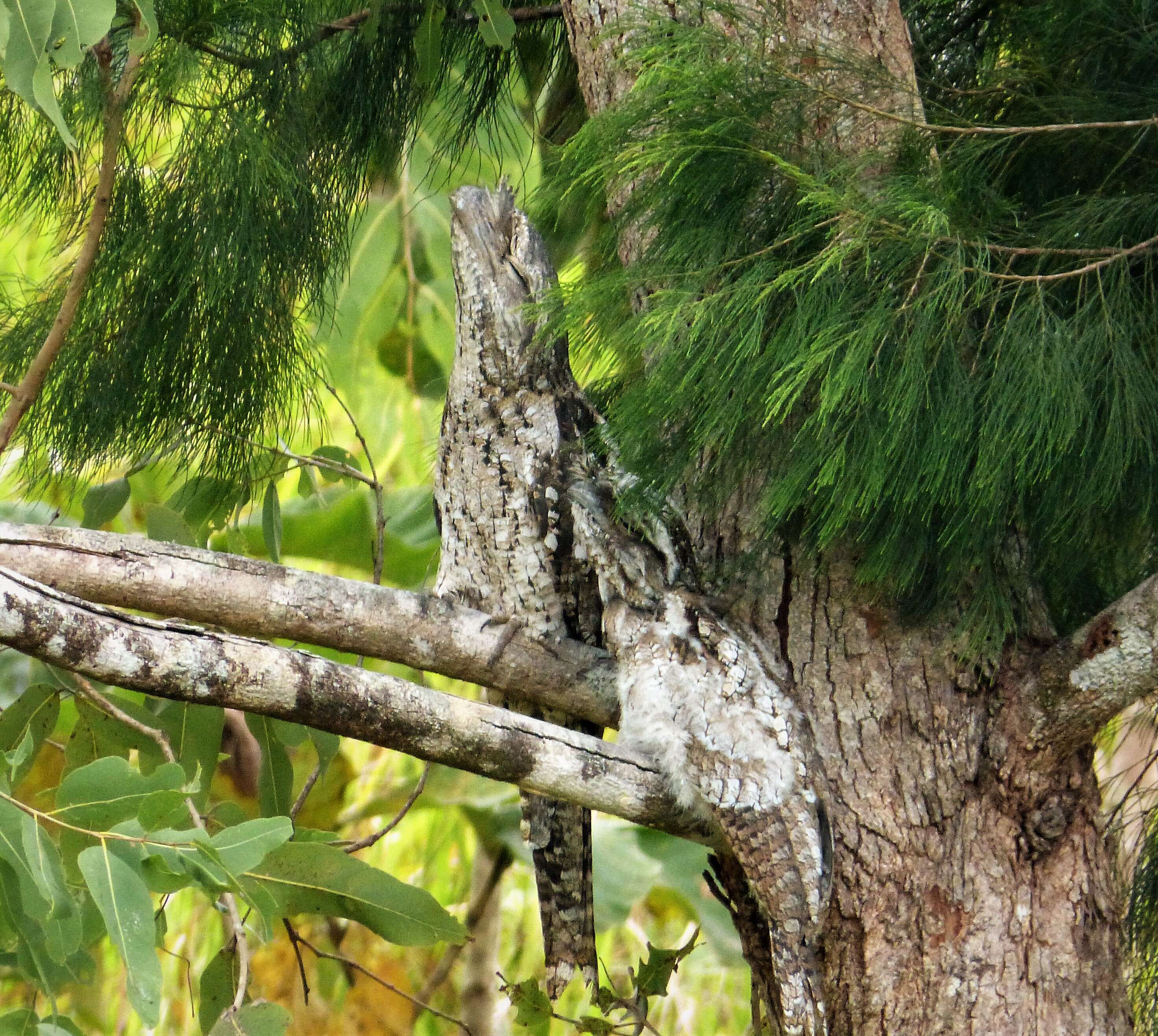 Image of Papuan Frogmouth