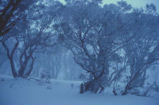 Image of snow gum