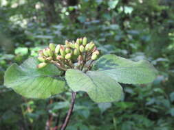 Image de Viburnum cotinifolium D. Don