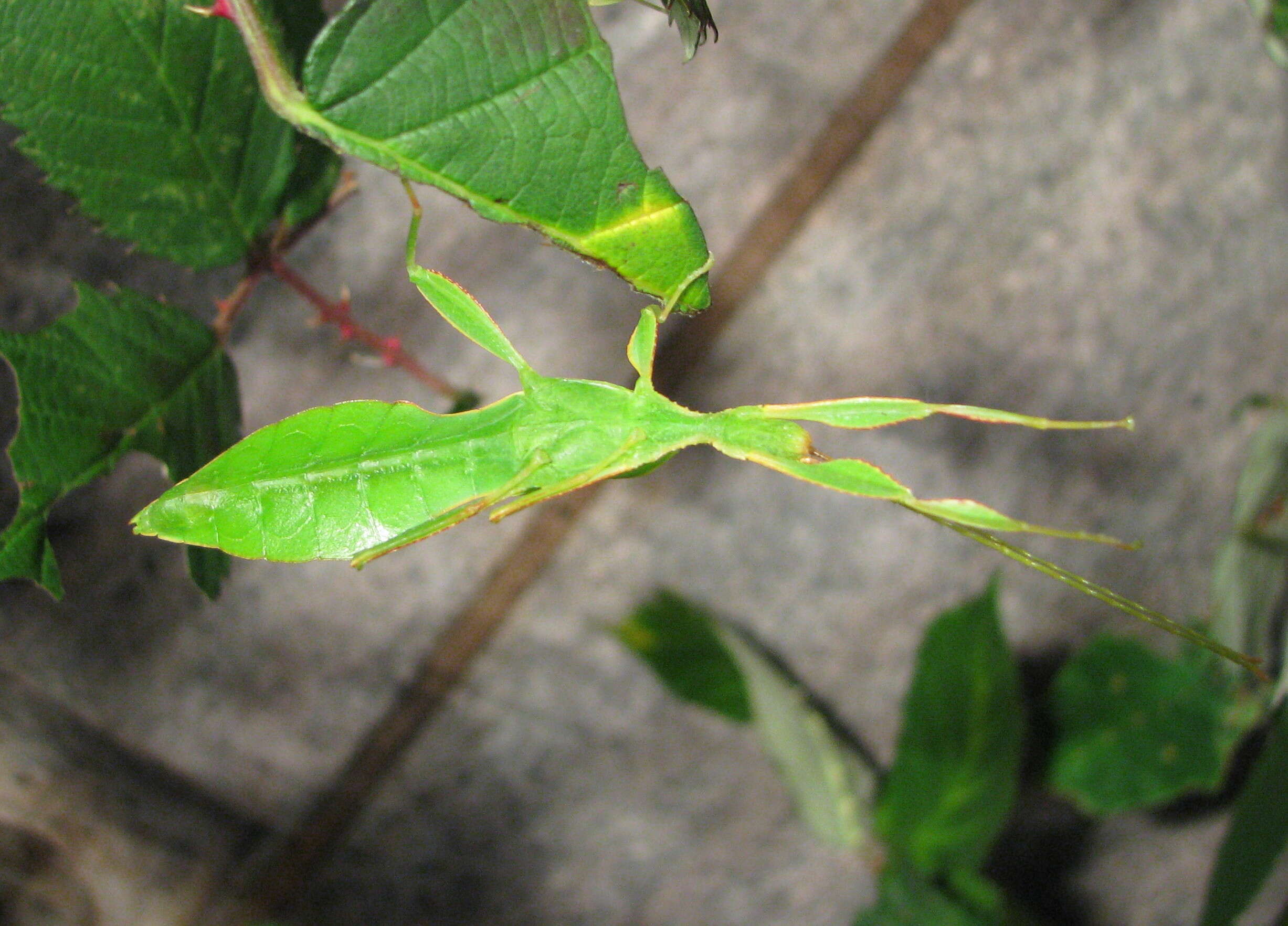 Image of Phyllium (Phyllium) philippinicum Hennemann, Conle, Gottardo & Bresseel 2009