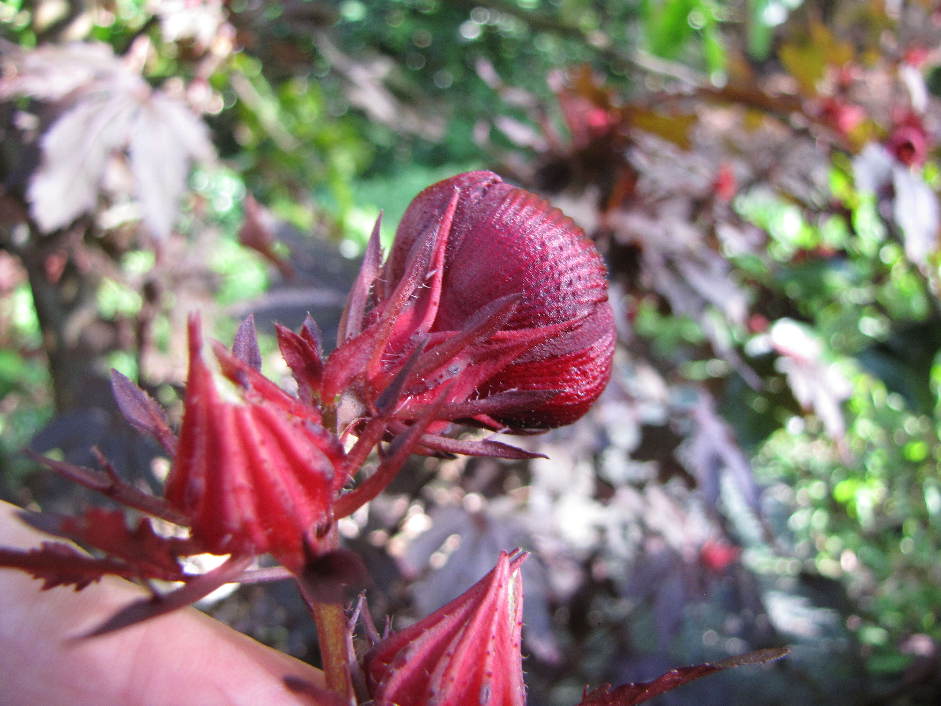 Image of African rosemallow