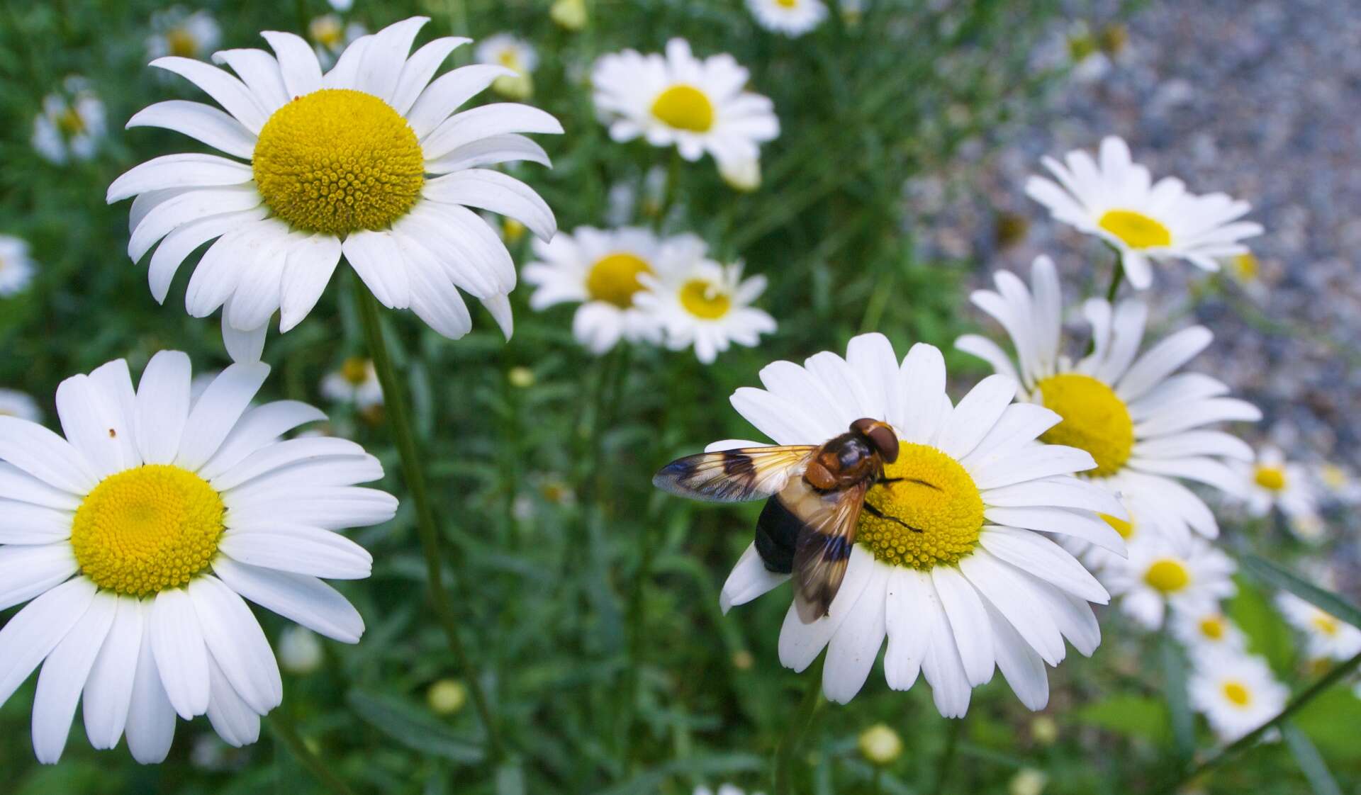 Image of marguerite