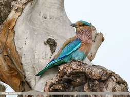 Image of Indian Roller