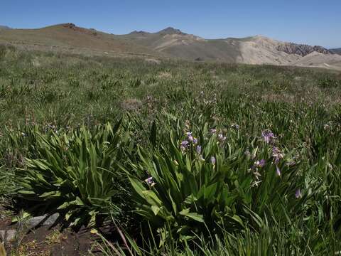 Image of scented shootingstar