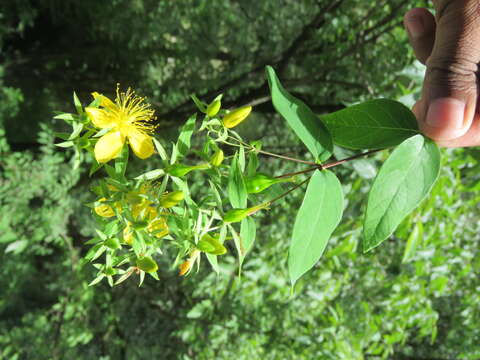 Image of Hypericum oblongifolium Choisy