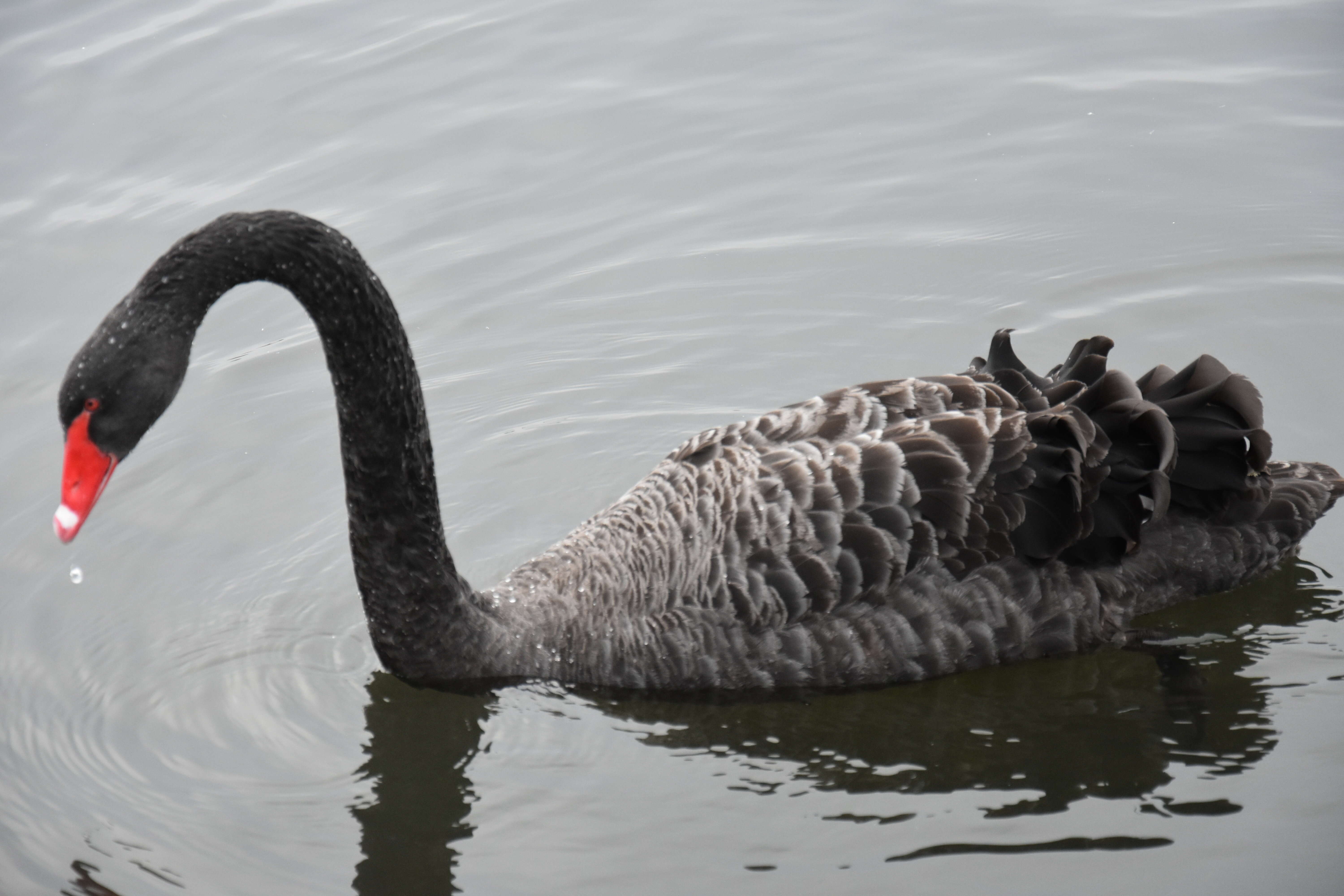 Image of Black Swan