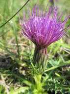 Image of dwarf thistle