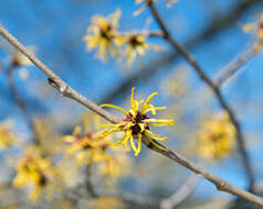 Hamamelis mollis Oliv. resmi