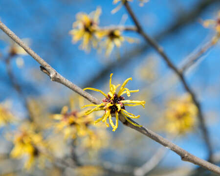 Imagem de Hamamelis mollis Oliv.