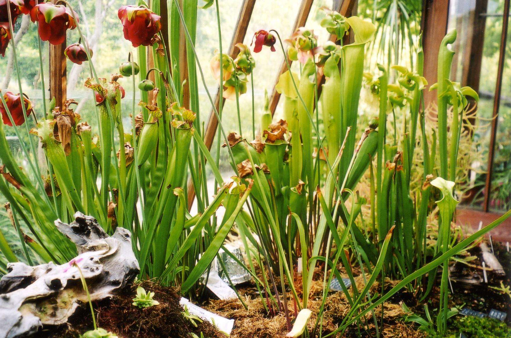 Image of Pitcher plant