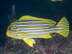 Image of ribboned sweetlips