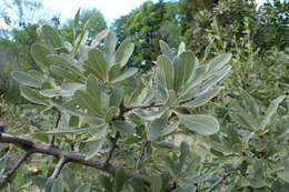 Image de Pyrus elaeagrifolia Pall.