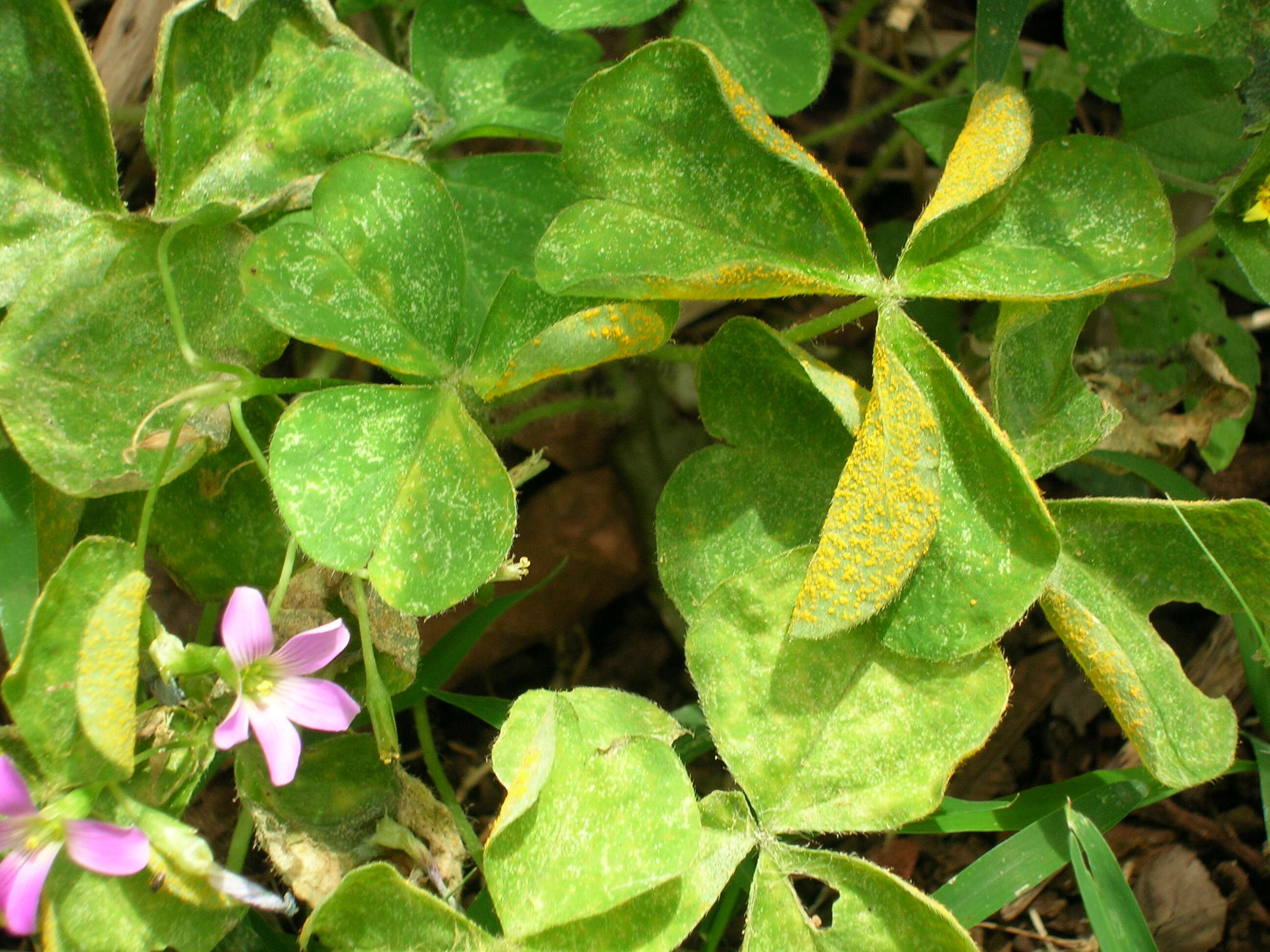 Image de Puccinia oxalidis Dietel & Ellis 1895