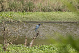 Слика од Egretta caerulea (Linnaeus 1758)