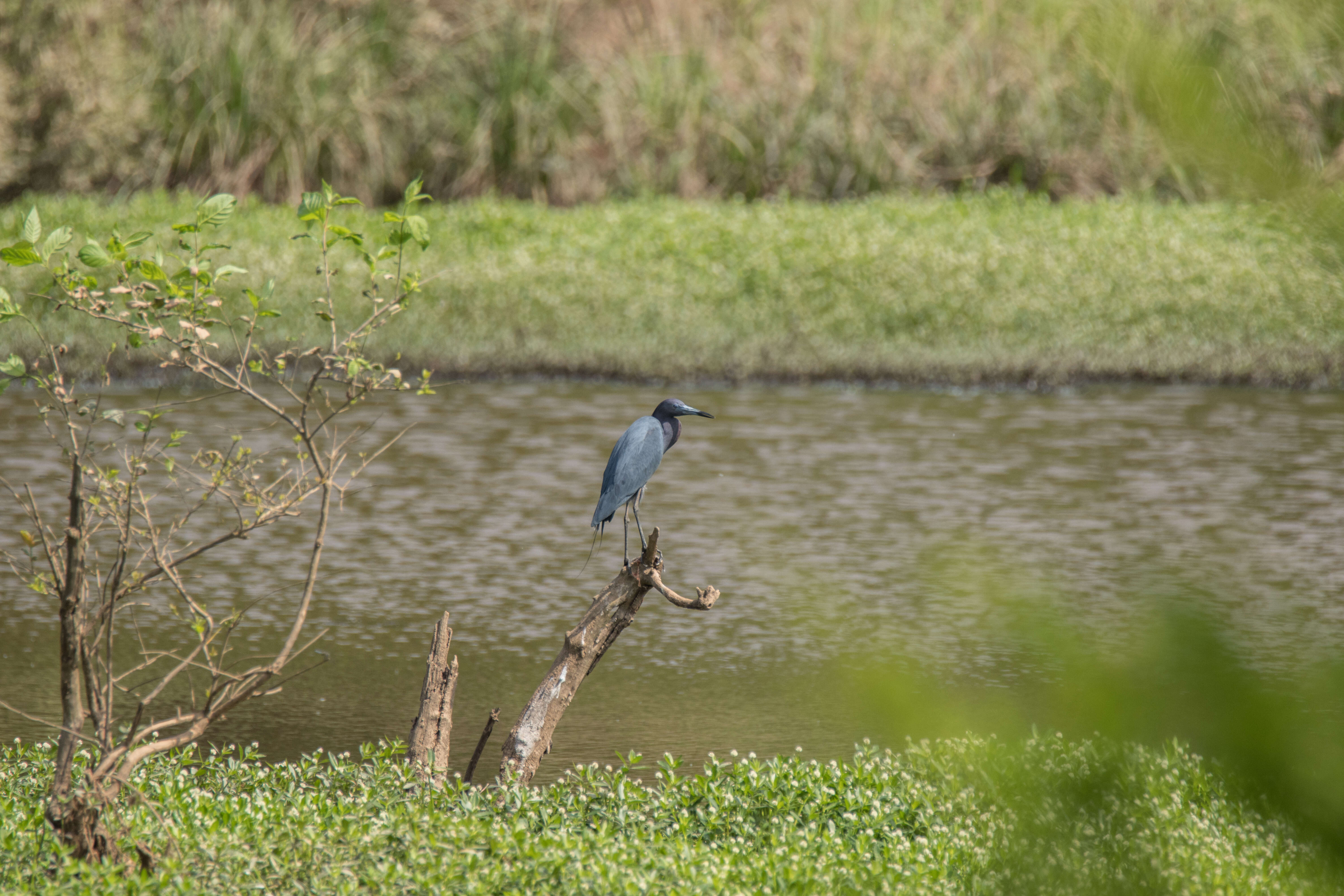 Image of Little Blue Heron