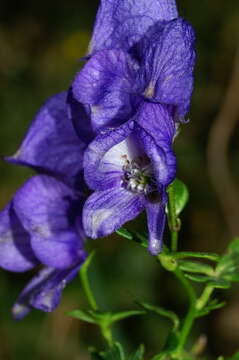 Image of Manchurian monkshood