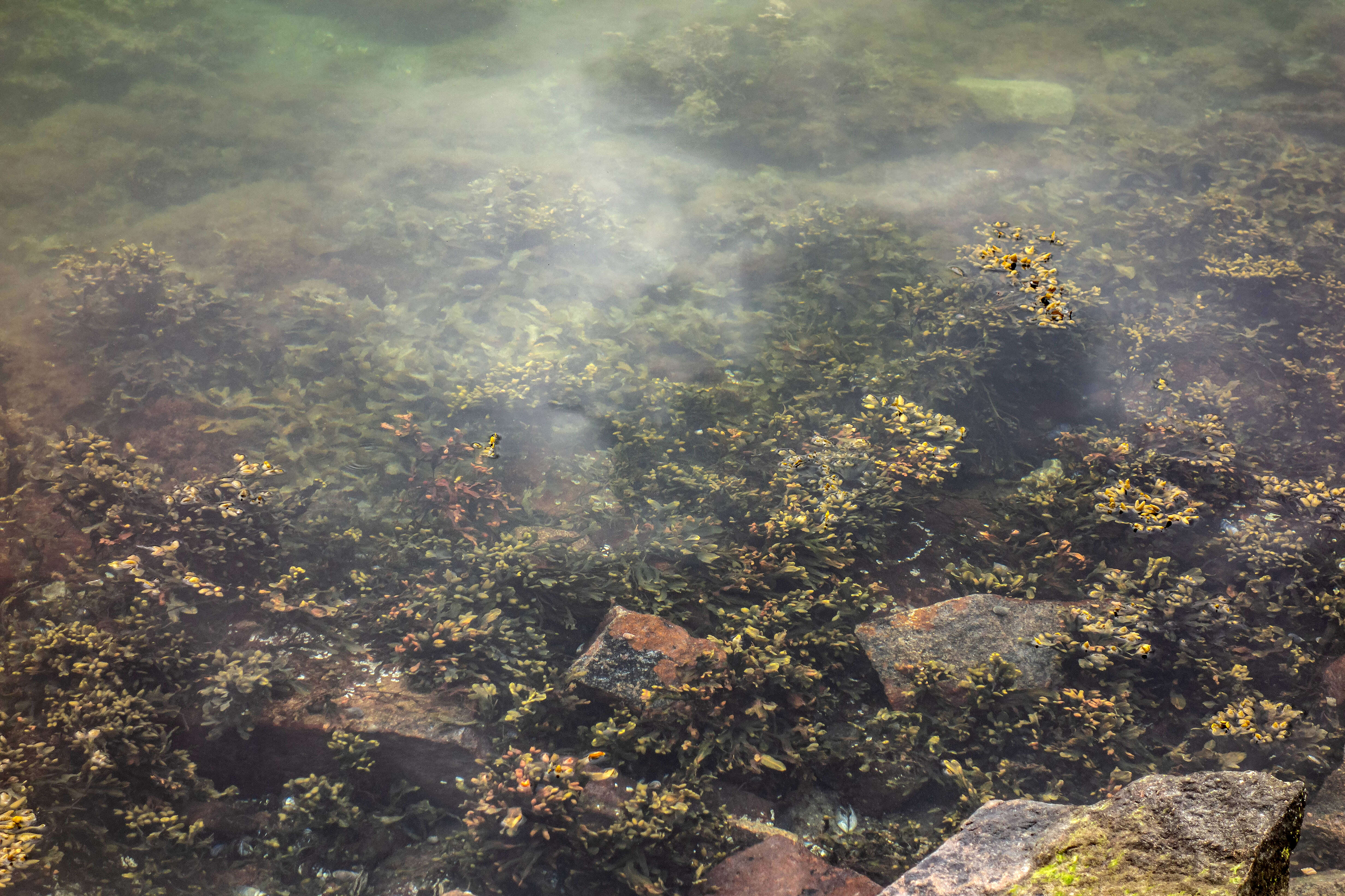 Image of Bladder Wrack