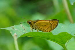 Image of Telicota bambusae