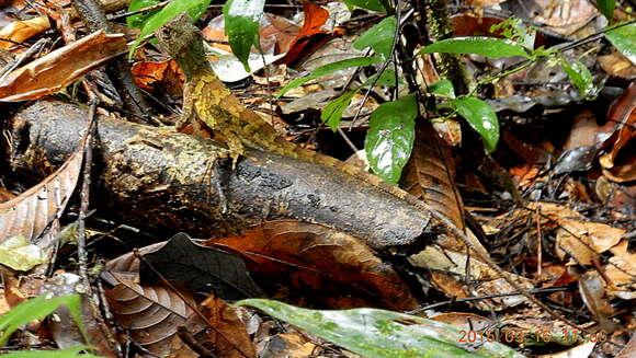 Image of Wied's Fathead Anole