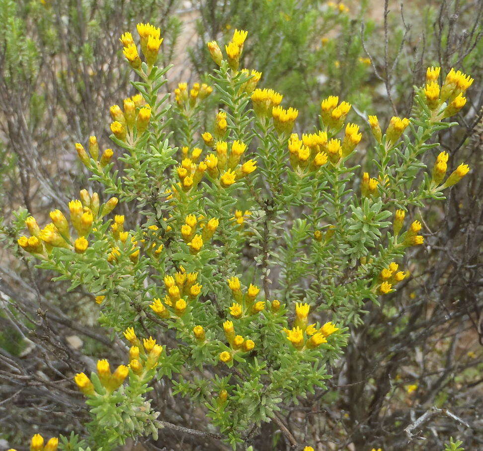 Image of Oedera genistifolia (L.) A. A. Anderberg & K. Bremer