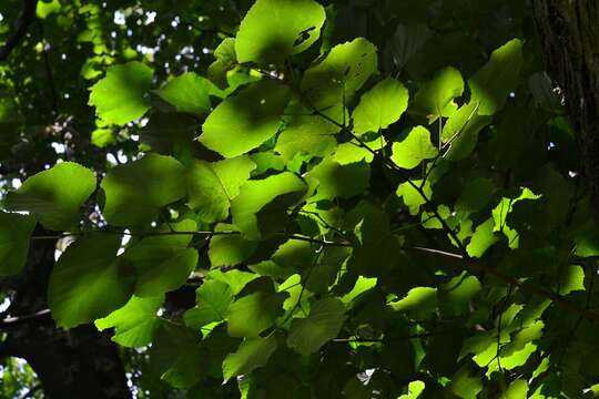 Image of Silver Lime