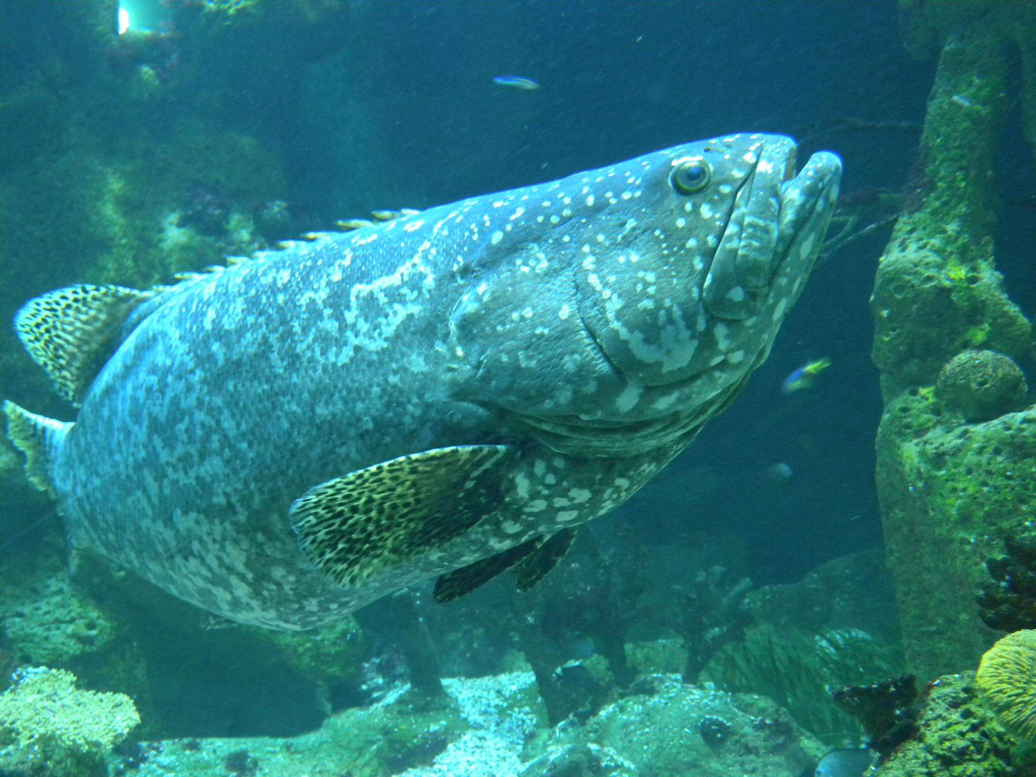 Image of Atlantic Goliath Grouper