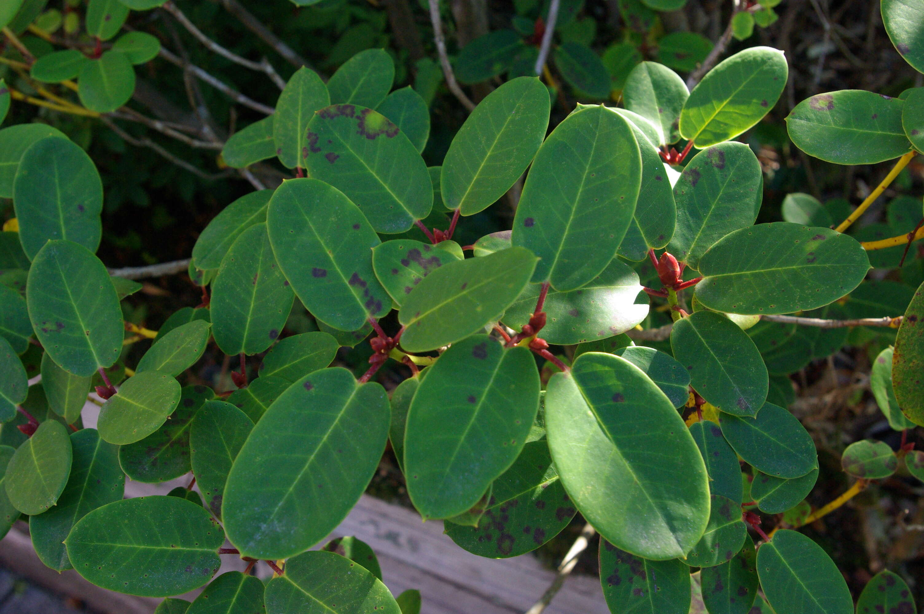 Image of Rhododendron williamsianum Rehder & E. H. Wilson