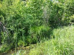 Image of Tufted Loosestrife