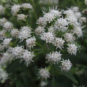 Plancia ëd Ageratina altissima (L.) R. King & H. Rob.